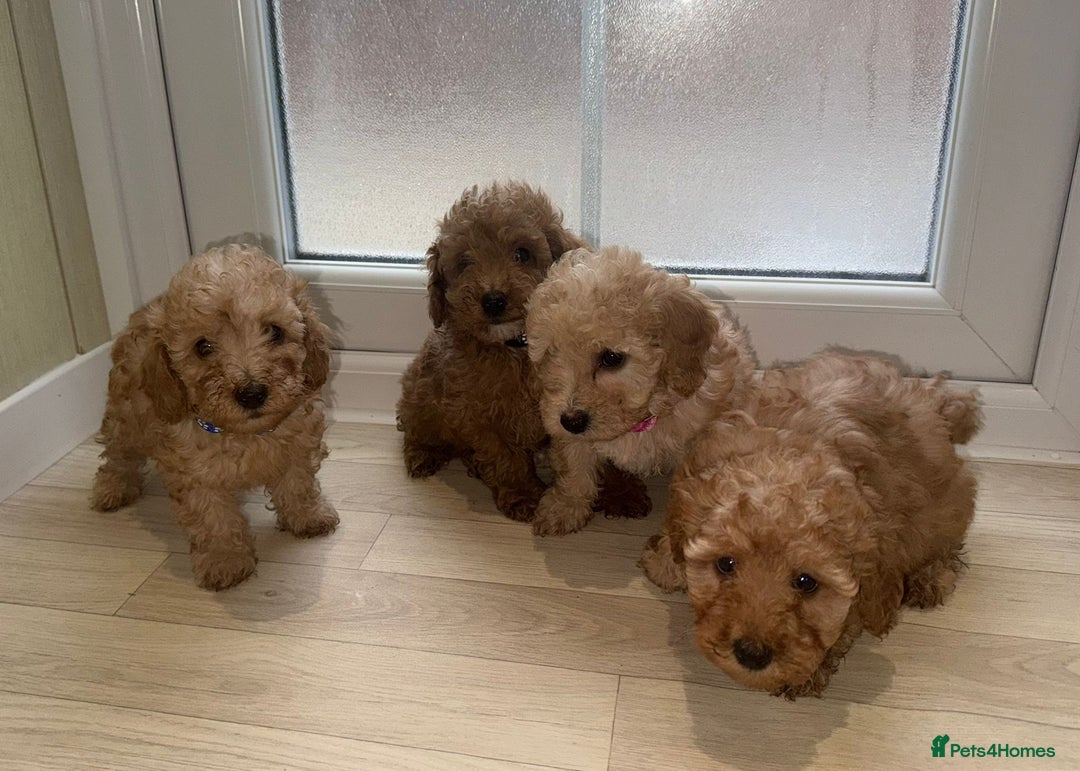 Poochon dogs for sale: Lovely poochon puppy’s for sale - Image 8