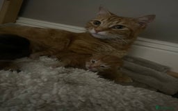 British Longhair cats for sale: Affectionate kittens ready for forever homes. - Image 7