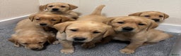 Labrador Retriever dogs for sale: Labrador puppies - Advert 12