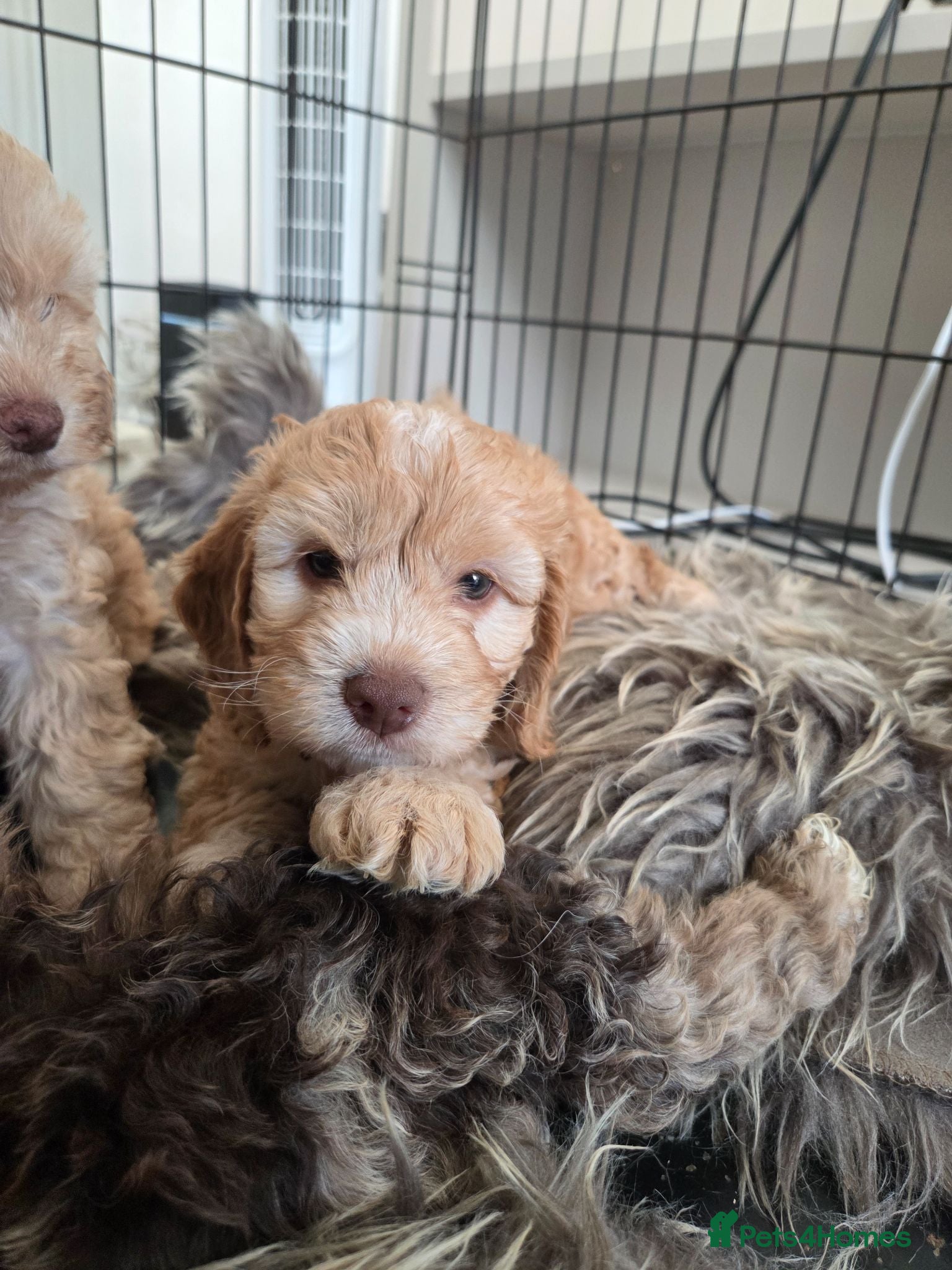 Cockapoo dogs Our Beautiful litter of F1 Cockapoo puppies  - Advert 2