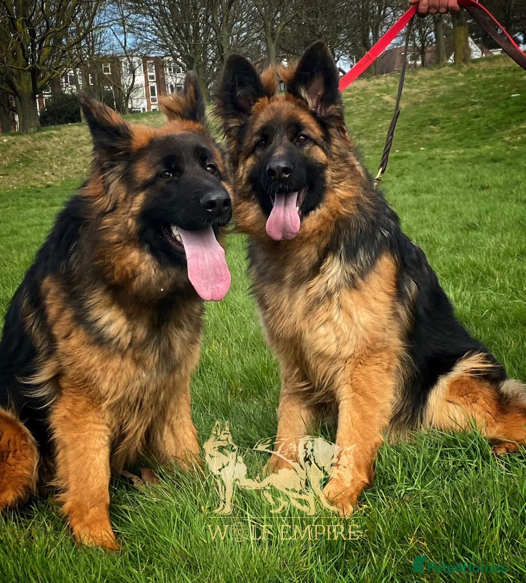 German Shepherd dogs for sale: ⭐️Beautiful German Shepherds puppies ⭐️ - Image 9