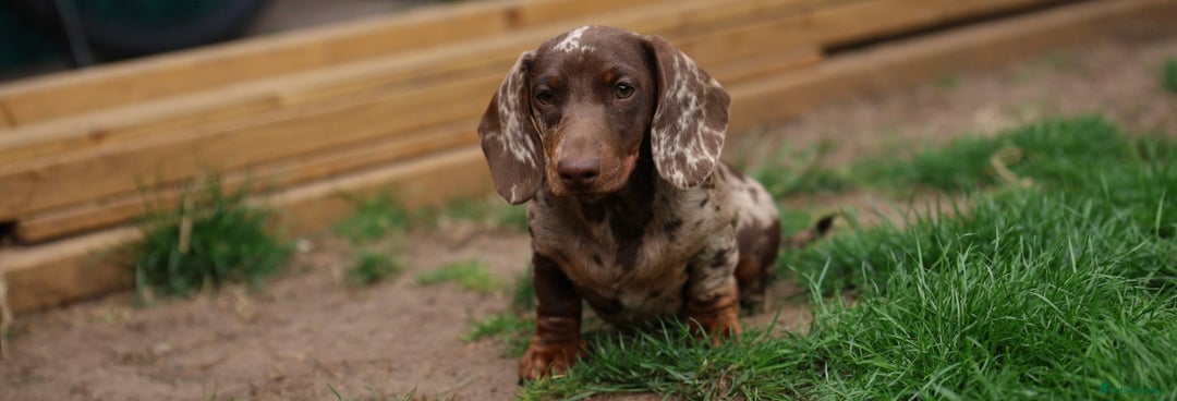 Miniature Dachshund dogs for stud: Bruno miniature dachshund  - Advert 2