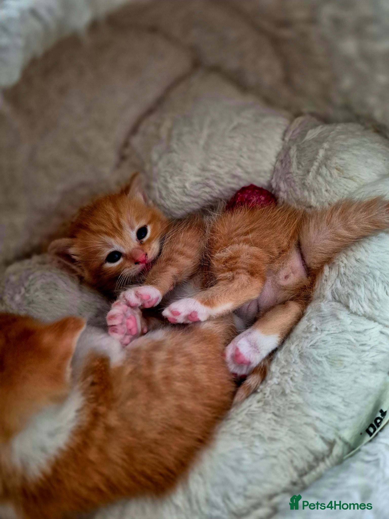 Mixed Breed cats Beautiful ginger kittens  🐾 - Advert 9
