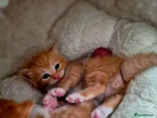 Mixed Breed cats Beautiful ginger kittens 🐾 - Advert 2