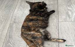Domestic Shorthair cats for sale: For Sale! Three black cute and lovely kittens  - Image 16