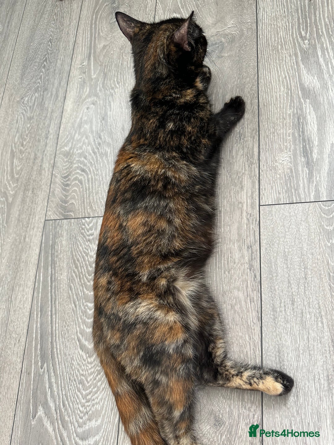 Domestic Shorthair cats for sale: For Sale! Three black cute and lovely kittens  - Image 16
