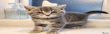 Stunning Grey / Cream Tabby Female 1 