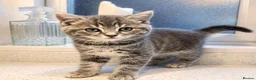 Mixed Breed cats for sale: Grey British Short Hair x British Long hair Kitten - Advert 7