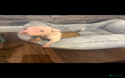 American Bulldog dogs for sale: American bulldog - Image 11