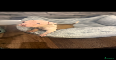 American Bulldog dogs - Advert 3