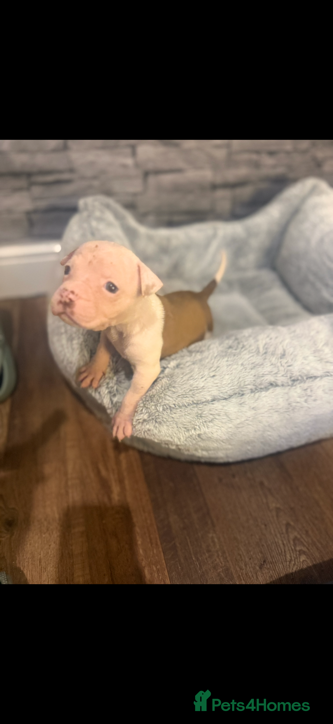 American Bulldog dogs for sale: American bulldog - Image 11