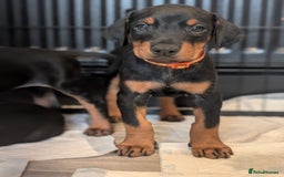 Dobermann dogs for sale: Doberman puppies "ready now" - Image 10