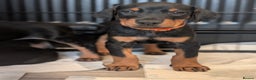 Dobermann dogs for sale: Doberman puppies " all reserved " - Advert 5