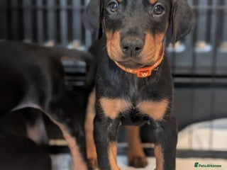 Dobermann dogs - Advert 1