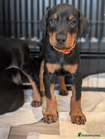 Dobermann dogs - Advert 14