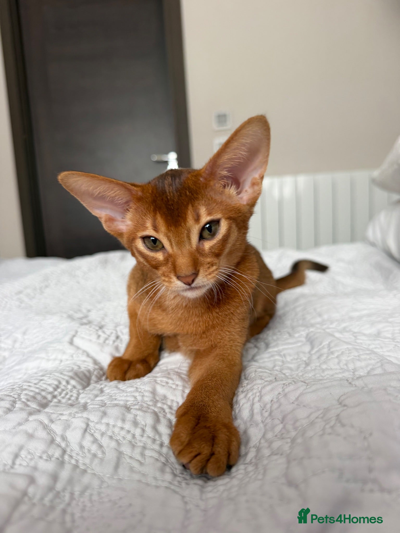 Abyssinian cats Girl available 🎀 Ready to Go! - Advert 2