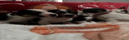 Mixed Breed dogs for sale: Gorgeous little Parson x Jack Russell babies  - Advert 11