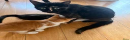 Mixed Breed cats for sale: 2 male kittens available now £100 - Advert 2