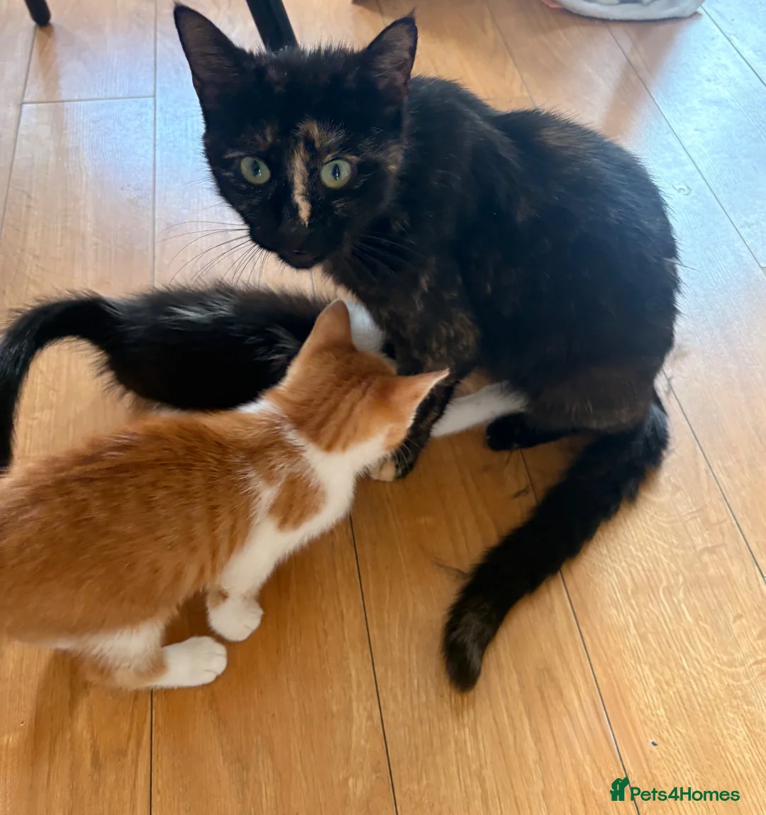 Mixed Breed cats for sale: 2 male kittens available now £100 - Advert 2