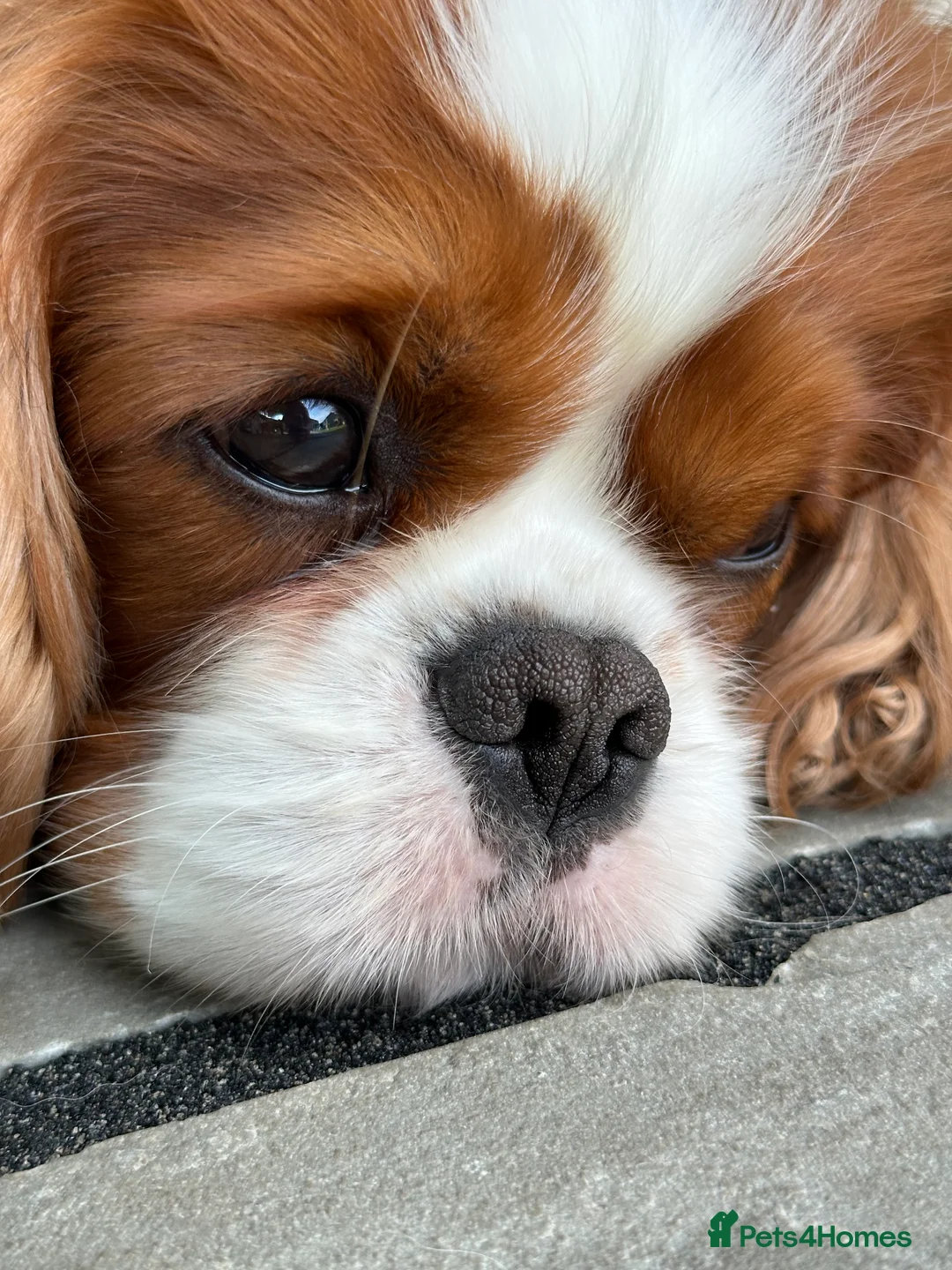 Cavalier King Charles Spaniel dogs for stud: KC Reg Health Tested Excellent Pedigrees for STUD in Nottingham - Advert 18
