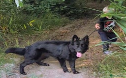 German Shepherd dogs for sale: Female 1year old German shepherd  - Image 1