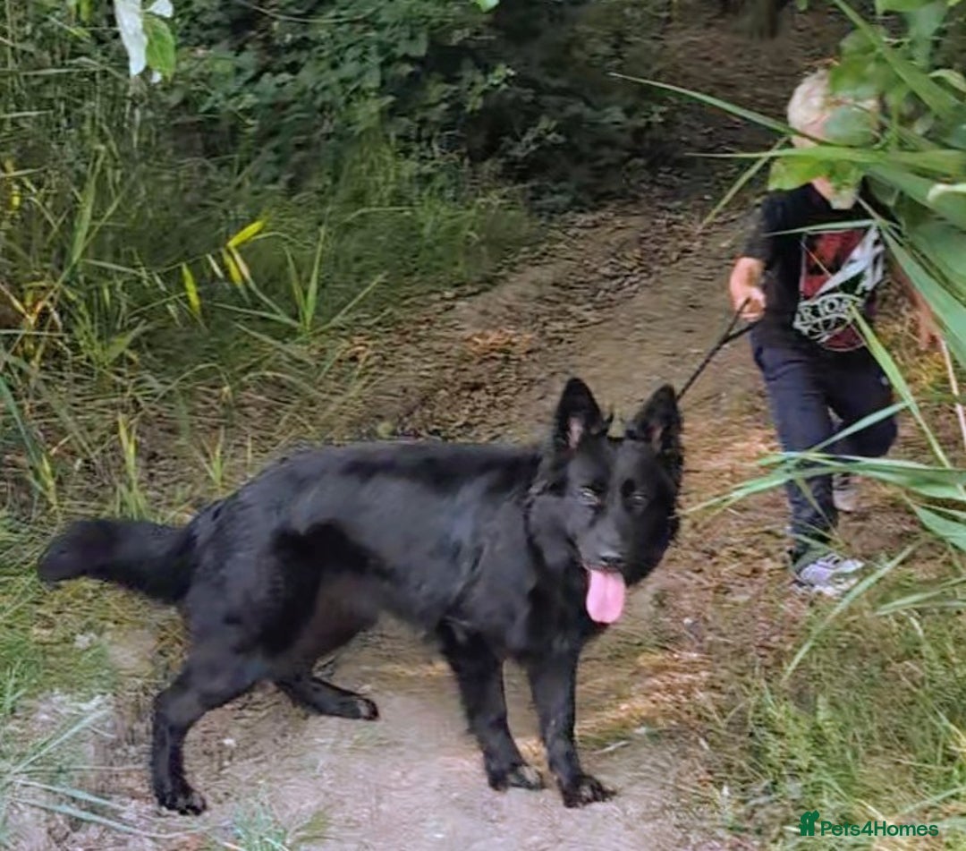 German Shepherd dogs for sale: Female 1year old German shepherd  - Image 1