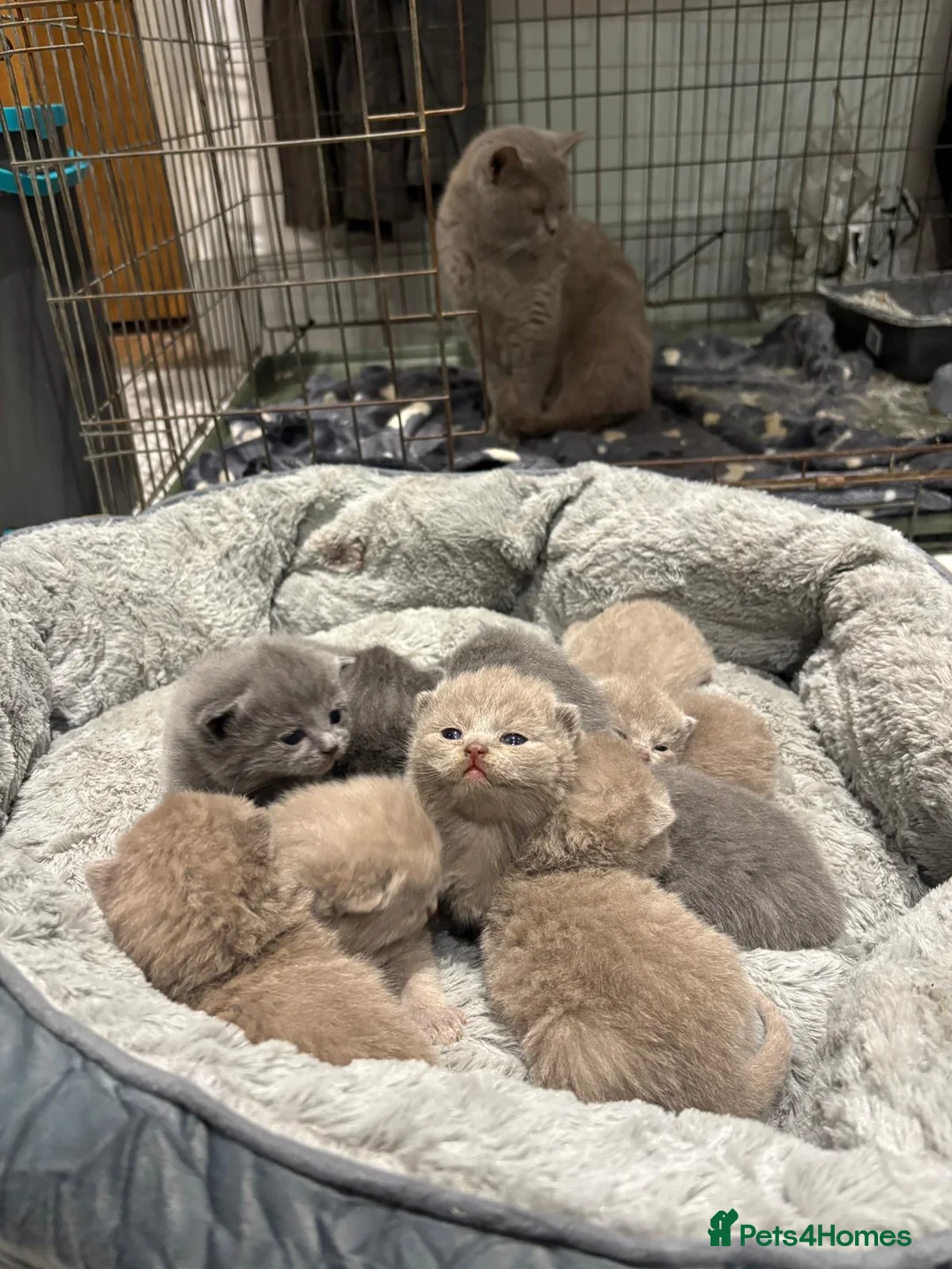 British Shorthair cats for sale: British shorthair kittens 🐈‍⬛  - Advert 1