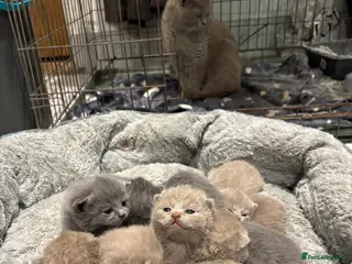 British Shorthair cats British shorthair kittens 🐈⬛ - Advert 7