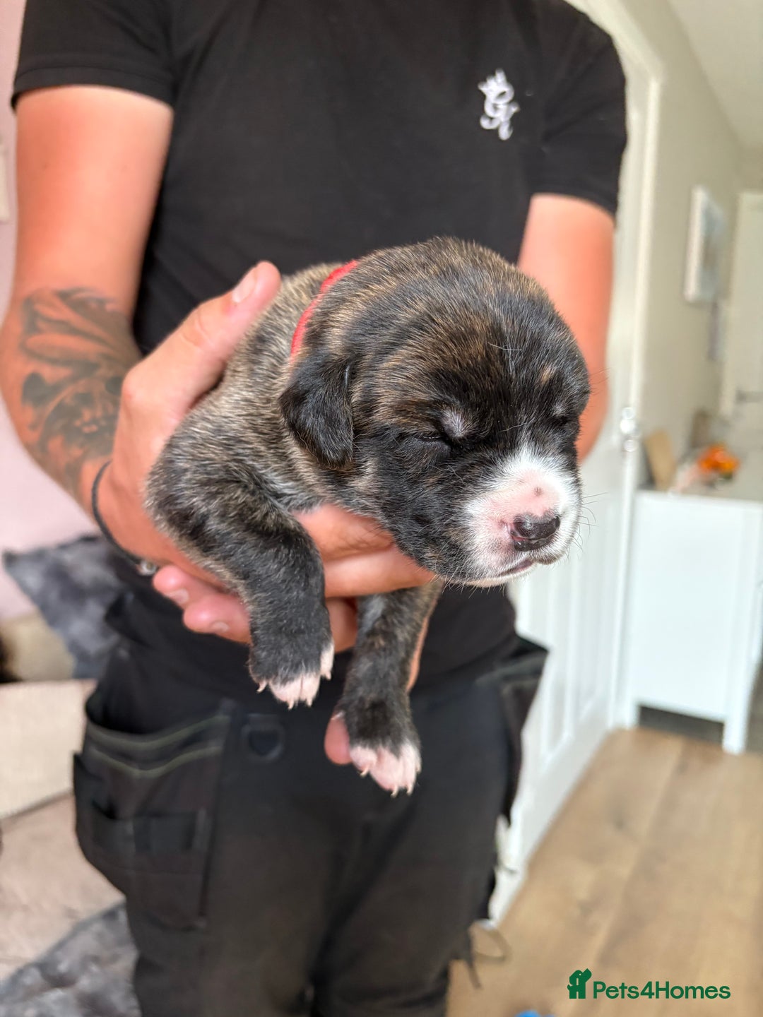 Mixed Breed dogs for sale: Cane corso x rottie - Image 12