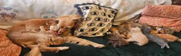 Mixed Breed cats for sale: 6 kittens. Mixed Maincoon and Persian  in Newbury - Advert 18