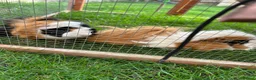Mixed Breed rabbits for sale: Guinea pigs  - Advert 1