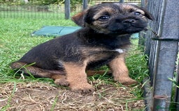 Border Terrier dogs for sale: Border Terrier puppies - Image 2