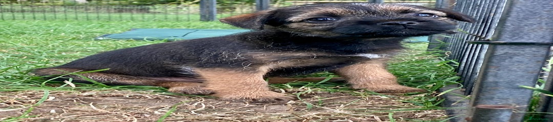 Border Terrier Puppy 1