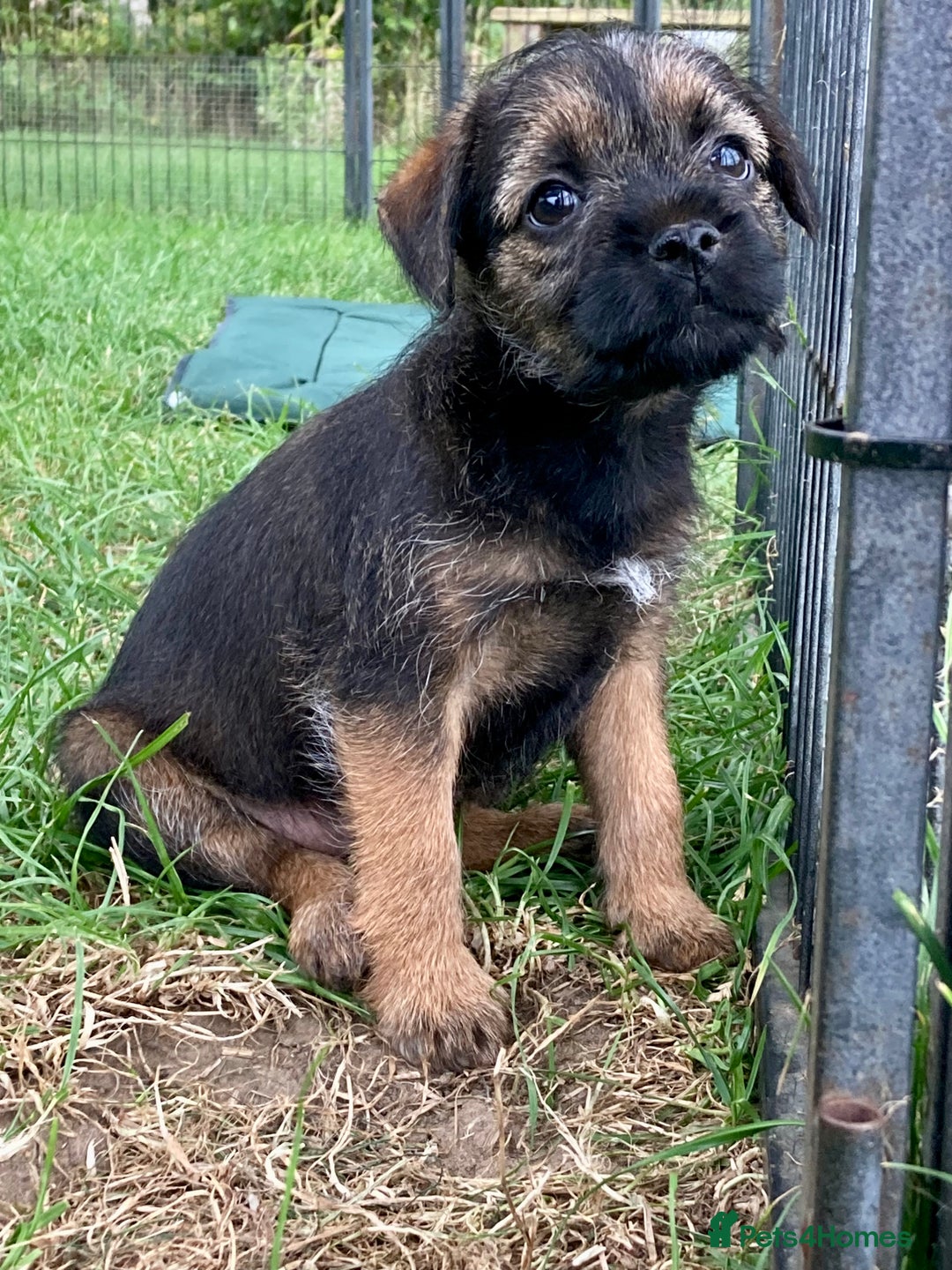 Border Terrier dogs for sale: Border Terrier puppies - Image 2