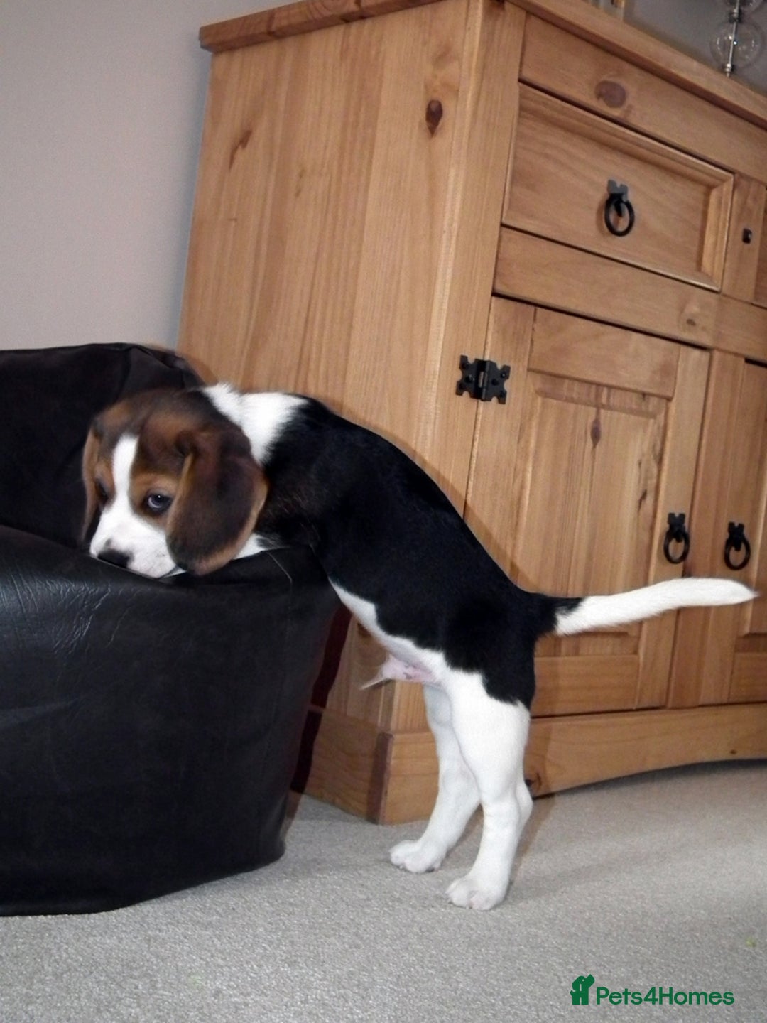 Beagle dogs for sale: Adorable Beagle Puppy - Advert 4