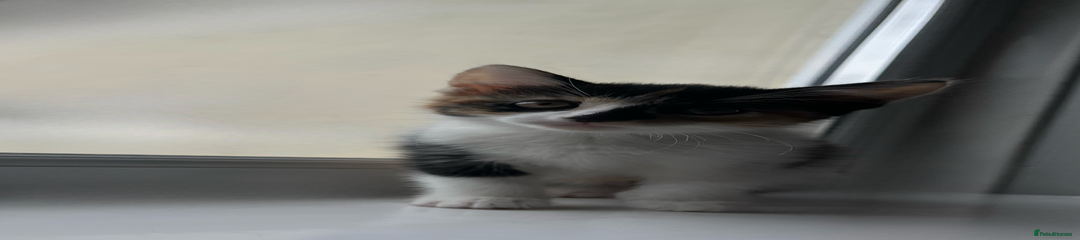 Domestic Shorthair Kitten 3
