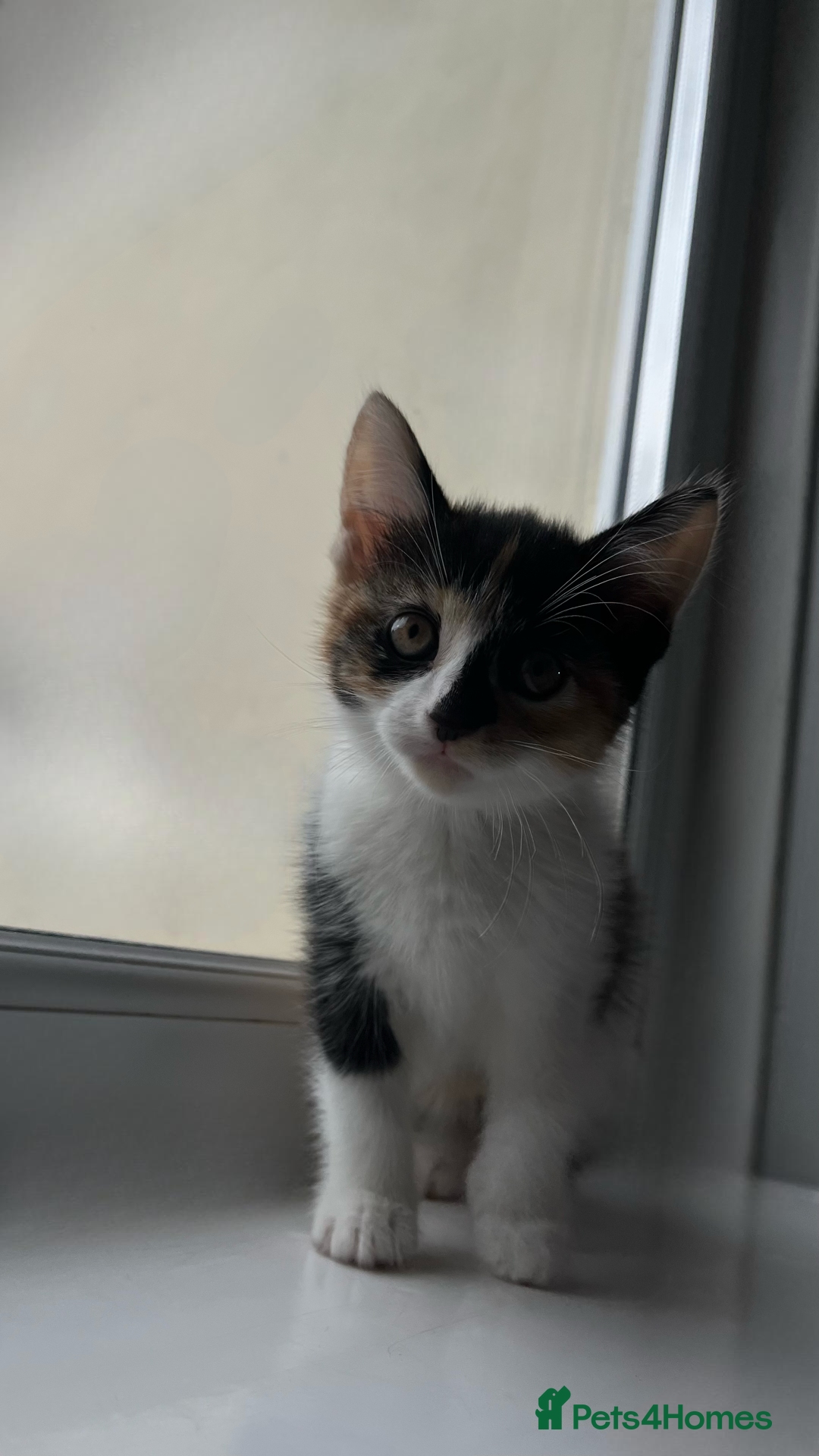 Domestic Shorthair cats for sale: SERIOUS HOMES ONLY - Image 5