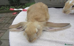 English Lop rabbits for sale: GENUINE ENGLISH LOPS (PURE BRED) - Image 5