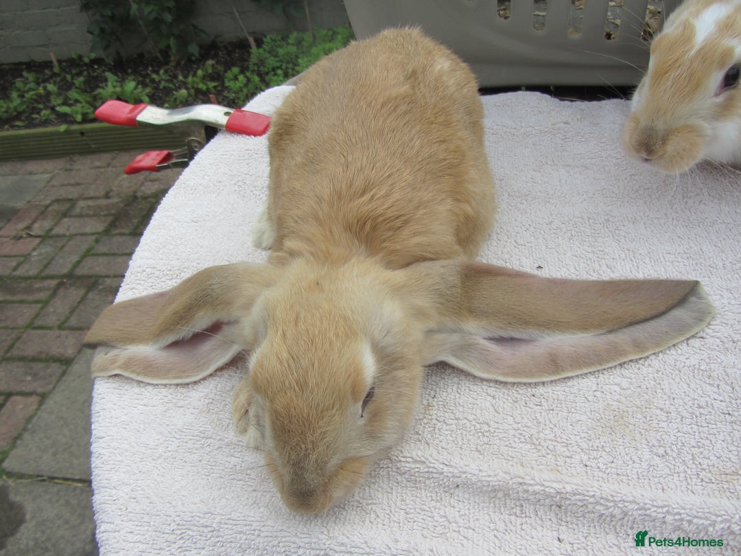 English Lop rabbits for sale: GENUINE ENGLISH LOPS (PURE BRED) - Image 5