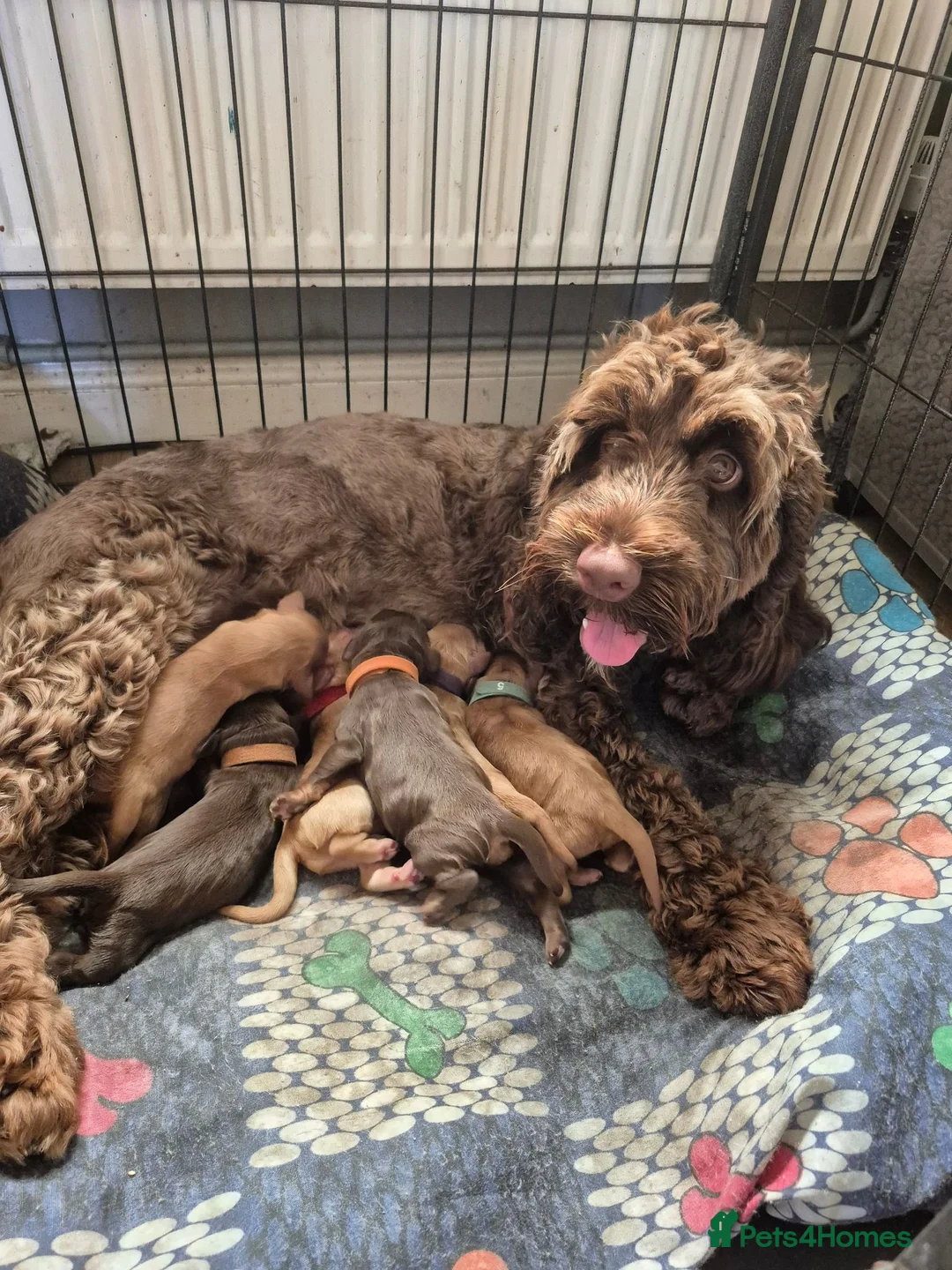 Cockapoo dogs for sale: 8 week old cockapoo  - Advert 1
