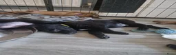German Shepherd dogs for sale: READY NOW 🐶 GERMAN SHEPHERD PUPPIES  - Advert 7
