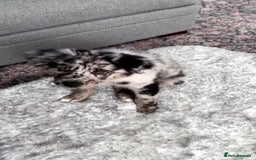 Australian Shepherd dogs for sale:  Australian Shepherd - Image 2