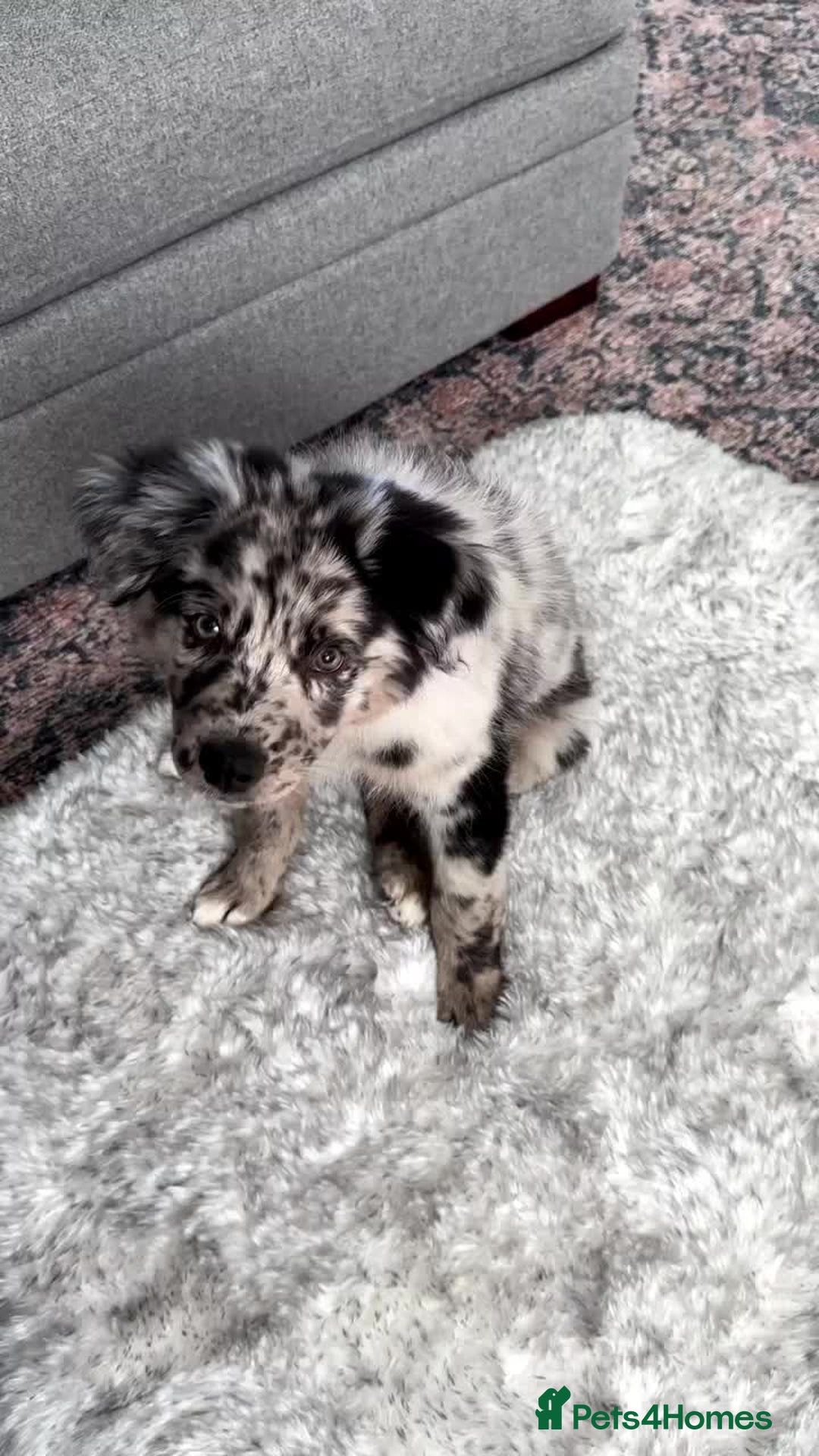 Australian Shepherd dogs for sale:  Australian Shepherd - Image 2