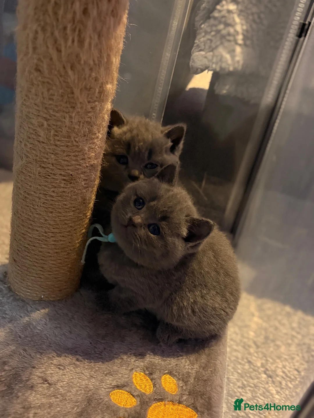 British Shorthair cats for sale: Beautiful British Shorthair Kittens  - Advert 9