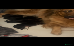 German Shepherd dogs for sale: Beautiful GSD pups - Image 20