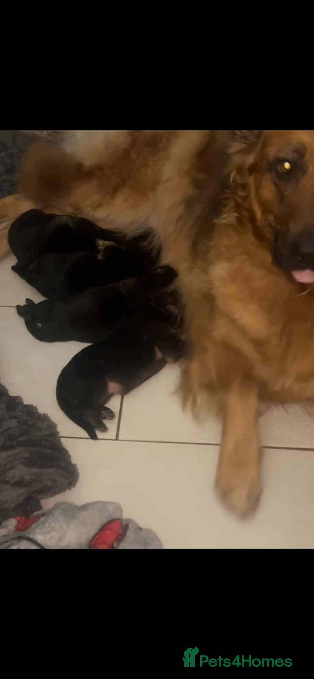German Shepherd dogs for sale: Beautiful GSD pups - Image 20