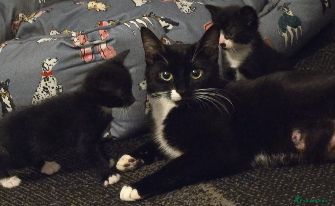Mixed Breed cats for sale: 4 Kittens for sale  - Image 14