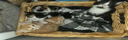 Mixed Breed cats for sale: Gorgeous kittens, 1 female ginger kitten - Advert 9