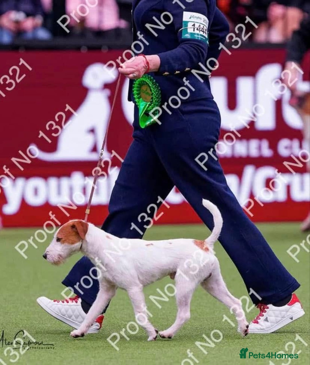 Parson Russell dogs for sale: Kc Champion Bred Parson Pups Crufts winning lines  - Advert 13