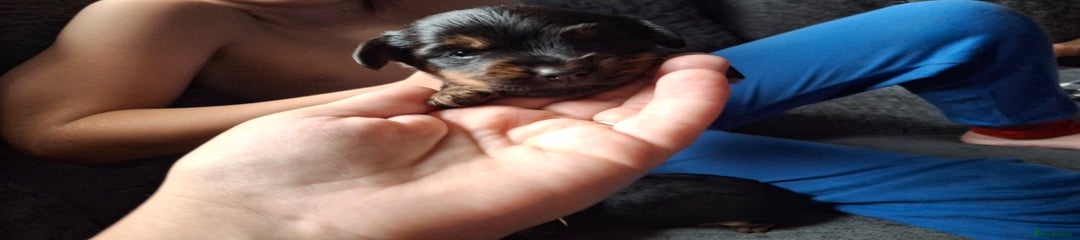 Mixed Breed Puppy 2